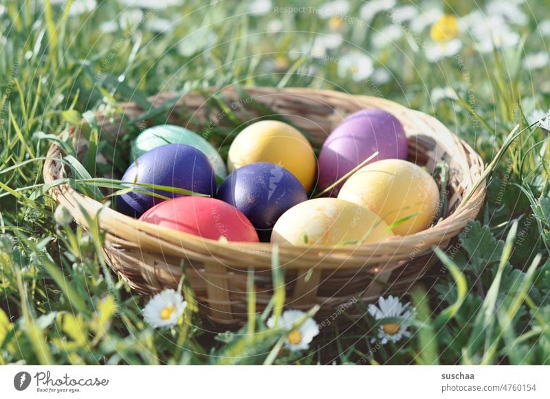 colorful easter eggs in basket Easter Easter eggs Spring Feasts & Celebrations Tradition Decoration Copy Space variegated colored Grass Daisy Easter basket