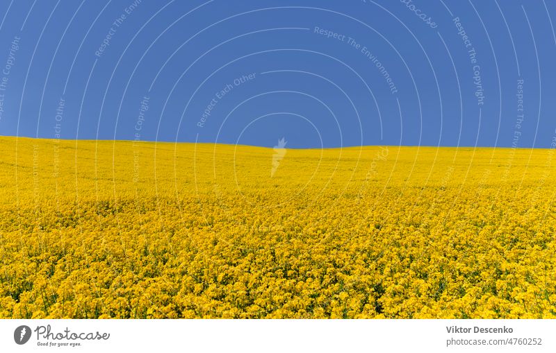 Rapeseed yellow field under a clear blue sky biodiesel bright-yellow flag of ukraine ukrainian flag background cultivated soil country agricultural sun oilseed