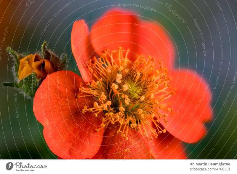 Flower of Geum coccineum Sibth. & Sm., Rosaceae, rose family from the mountains of the Balkans and Turkey Red carnation root rosaceae Rose plants Blossom