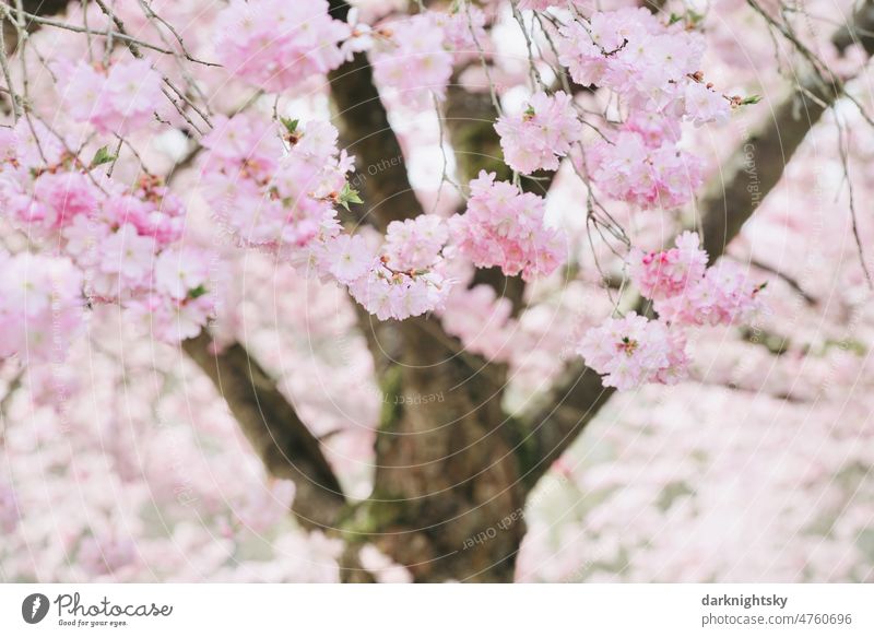 Sakura, cherry blossom in spring, Japanese ornamental cherry Prunus Serrulata Kanzan bokeh Plant Floral Branch Flower background naturally Prunus serrulata