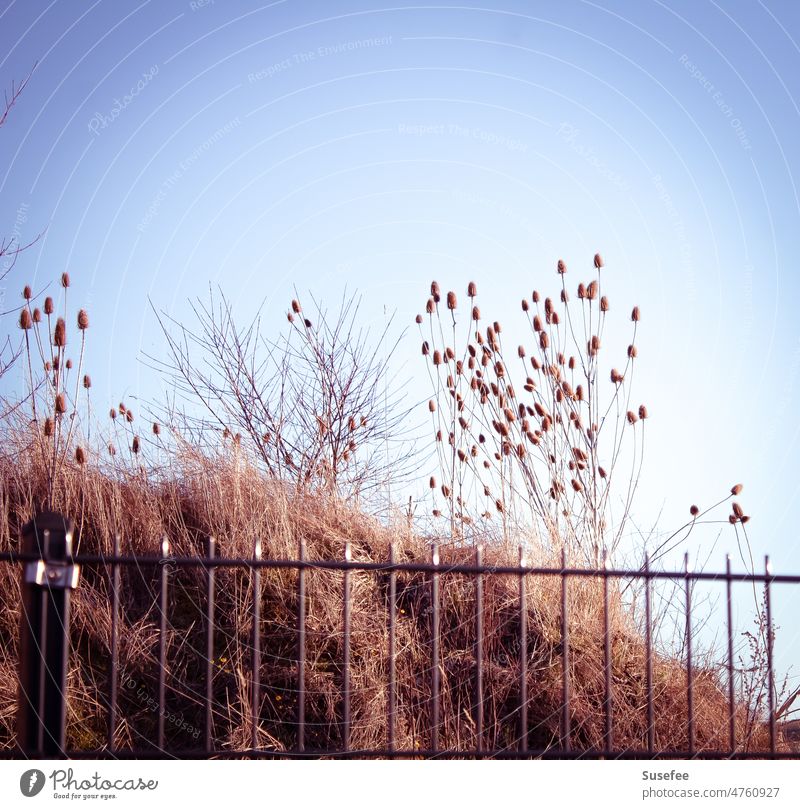 Withered grasses behind fence Garden Flower Spring Landscape on the outside Sun Nature Plant Fence Meadow Grass Environment naturally Deserted Unreachable