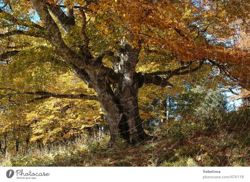 Tree in autumn Nature Landscape Plant Autumn Forest Old Brown Multicoloured Yellow Gold Orange Calm Colour photo Exterior shot Deserted Day Central perspective