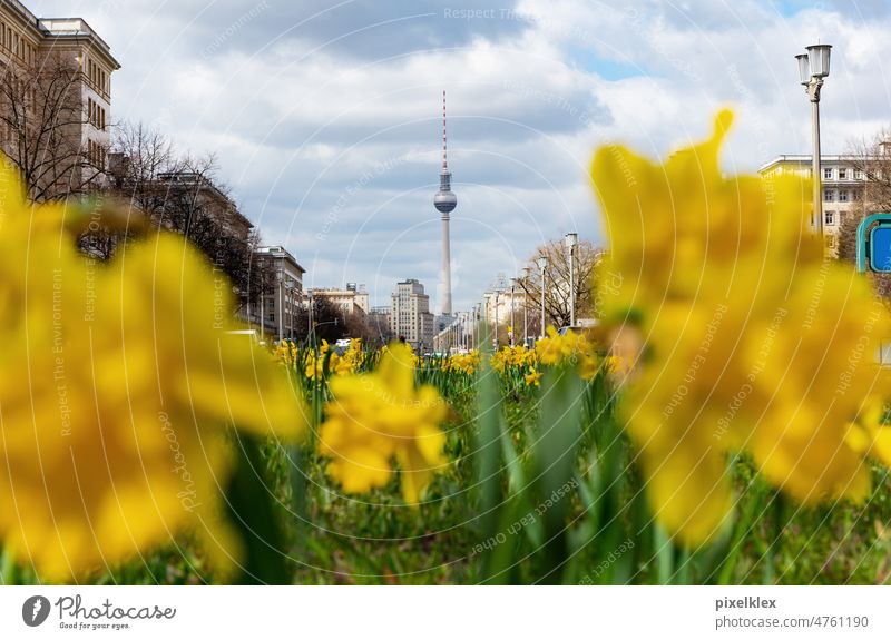 daffodils on the Karl-Marx-Alle in Berlin-Friedrichshain Karl-Marx-Allee berlin-friedrichshain Easter Television tower TV Tower Downtown Berlin Berlin Centre