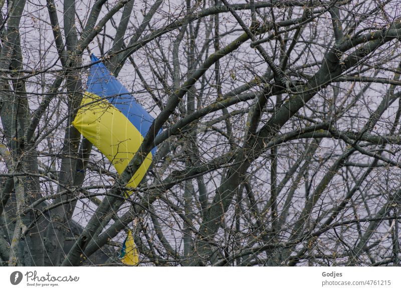 Ukrainian flag hangs in tree Ukraine War Protest Peace Blue Yellow Freedom symbol Sign Solidarity Politics and state Human rights Hope Symbols and metaphors