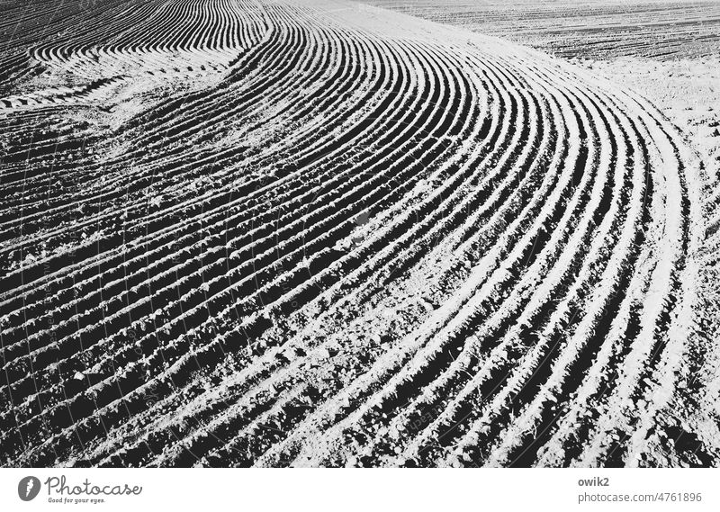 permanent wave Agriculture Furrow Far-off places Idyll Dry Field Exterior shot Detail Abstract Arable land Arrangement Direct Pull Parallel Endurance