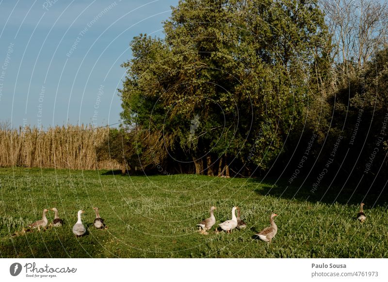 Flock of gooses on the field Goose geese Flock of birds Farm Group of animals Exterior shot Free Animal Migratory bird Freedom Flying Movement Migratory birds