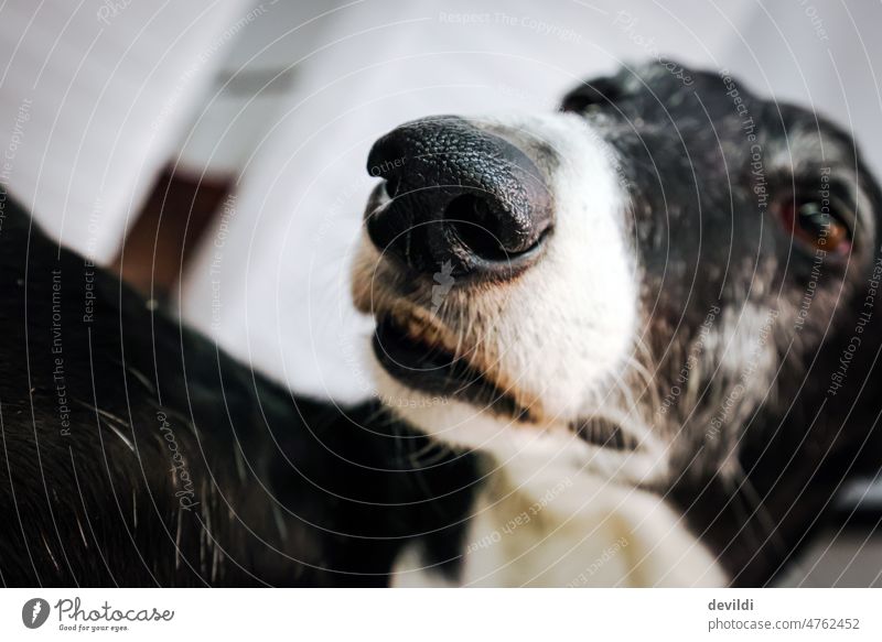funny portrait of greyhound, focus on nose - a Royalty Free Stock Photo  from Photocase