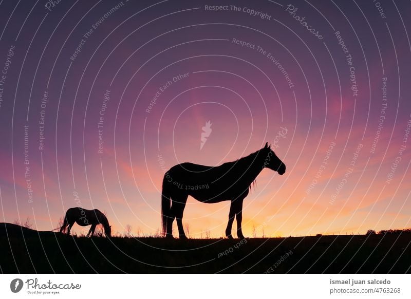 horse silhouette in the meadow and beautiful sunset background sunlight animal animal themes animal in the wild animal wildlife nature cute beauty elegant