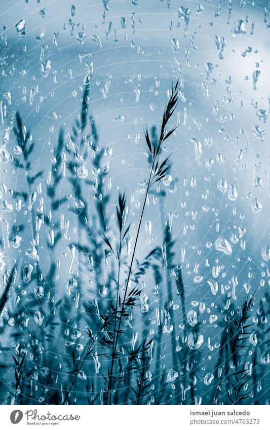 raindrops on the window and flowers in rainy days plant water wet shiny bright garden floral nature natural foliage abstract textured freshness outdoors