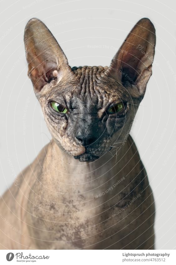 Closeup portrait of a cranky sphynx cat front view - isolated on grey background. Sphynx Hairless Cat cats playing domestic animal cozy grooming pet adorable