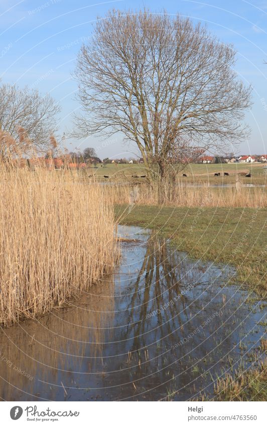 Biotope - water pond with reeds and bare tree with reflection in water. In the background black cattle grazing and houses of a village Habitat ponds reed grass