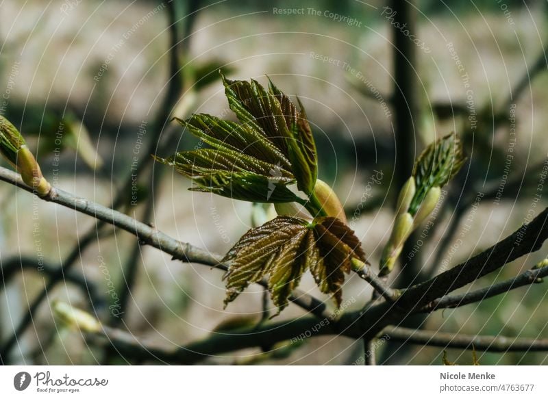 Spring buds Beech tree Tree Summer Seasons branches twigs favourite picture photo Digital Nature leaves Plant Forest Autumn out Leaf trees Landscape naturally