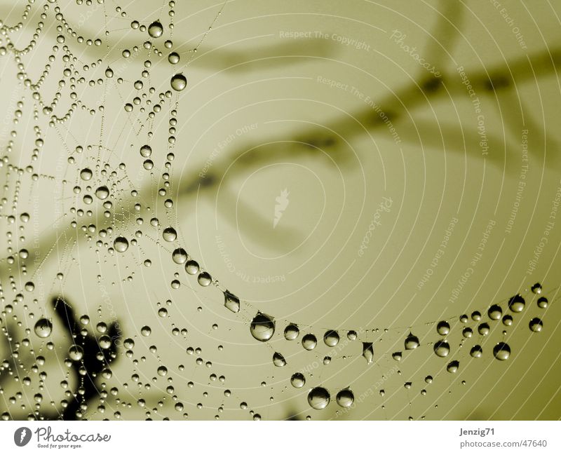 fog net Spider's web Drops of water Fog Autumn Net Dew Rope