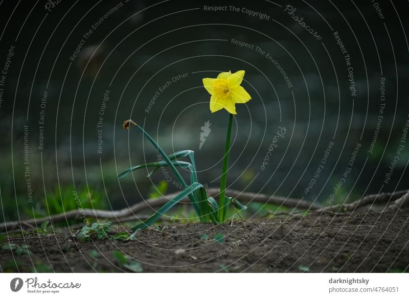 Yellow daffodil in the wild in full bloom and dark background, Narcissus Close-up Spring flowering plant Easter Blossom Flower Colour photo picture-like