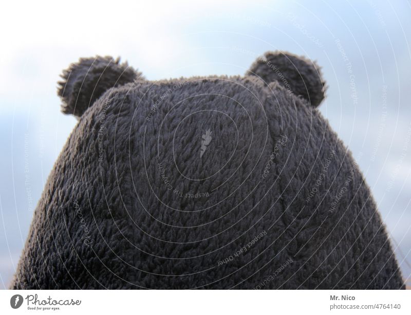 back | bearskin cap ambush Back of the head Cap Bearskin Rear view Headwear Teddy bear keep sb./sth. warm bear costume Pelt