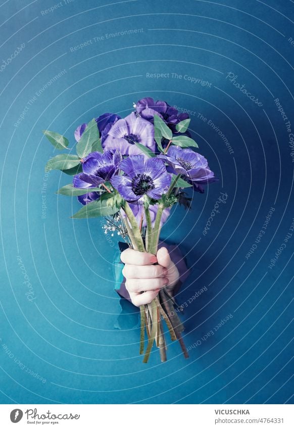Woman hand holding purple flowers bouquet through hole in blue wall background woman creative concept front view big petals bloom blossom floral flower concept