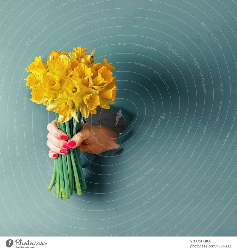 Woman hand holding bunch of yellow blooming daffodil flowers through hole in blue wall woman creative bouquet background gift seasonal springtime front view