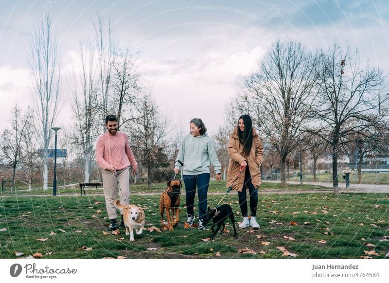 Three friends walking their dogs in park three people three animals leash grass front view green tree outdoor pet nature friendship lifestyle young smiling
