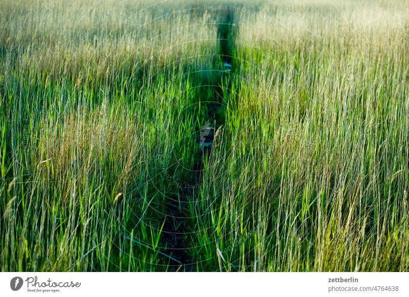Path through the meadow Landscape Mecklenburg-Western Pomerania good for the monk Baltic Sea Rügen Tourism vacation Meadow Grass off Hiking hiking trail path