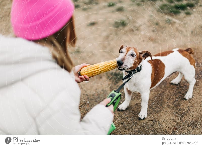 Happy teenage girl hugging and feeding her dog Jack Russell Terrier in a field against the backdrop of a cornfield in autumn teenager pink terrier childhood pet
