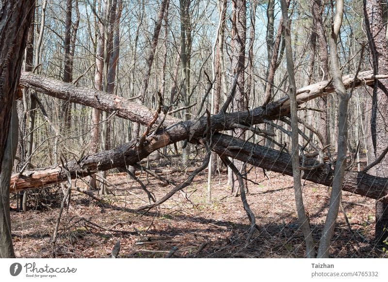 Two crossed fallen trunks in a forest decay nature rotten wood tree wilderness life dead light moss old landscape natural ecosystem grey hardwood horizontal