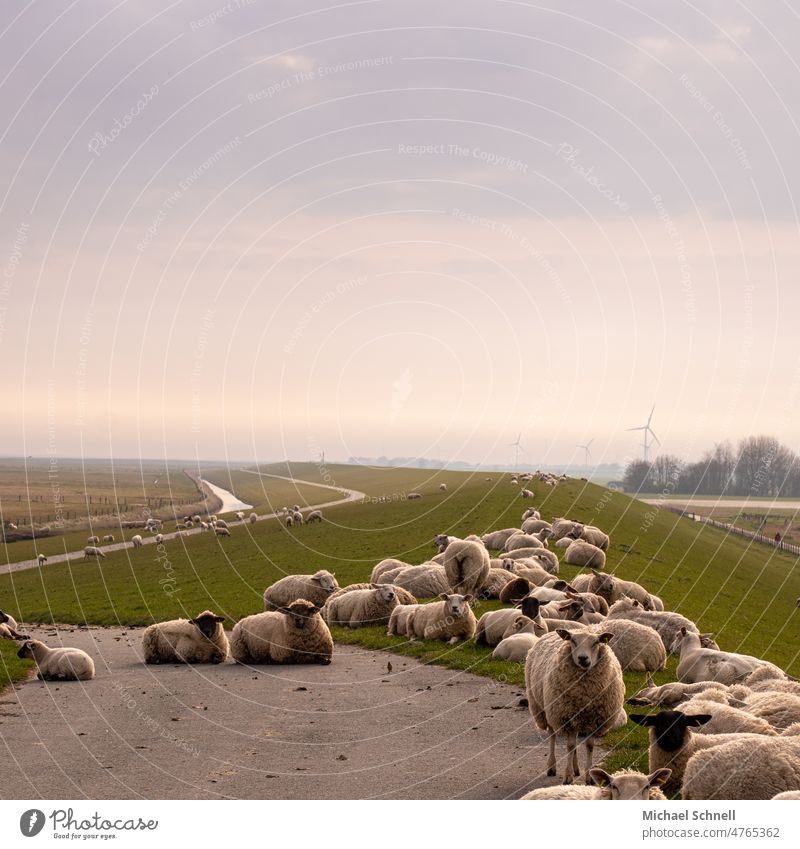 On the dike: flock of sheep (North Sea) Sheep Flock herd of sheep Farm animal Dike North Sea coast Herd Landscape Meadow Group of animals Nature Wool Animal