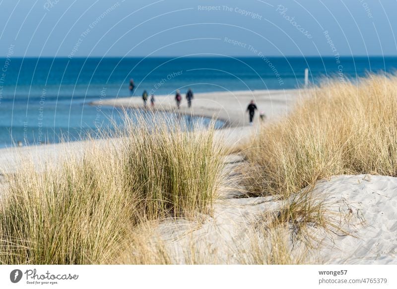 View through the dune grass to the beach walkers on the Baltic Sea beach Fischland coast Beach stroll strollers Beach walkers Sandy beach Beautiful weather