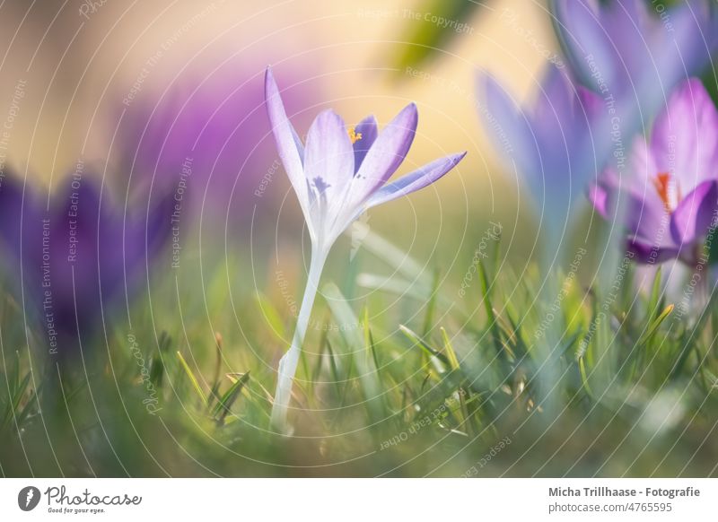 Crocuses on the spring meadow Flower Blossom Leaf Grass Meadow Stalk Blossom leave Blossoming Spring Spring flower heralds of spring Spring flowering plant