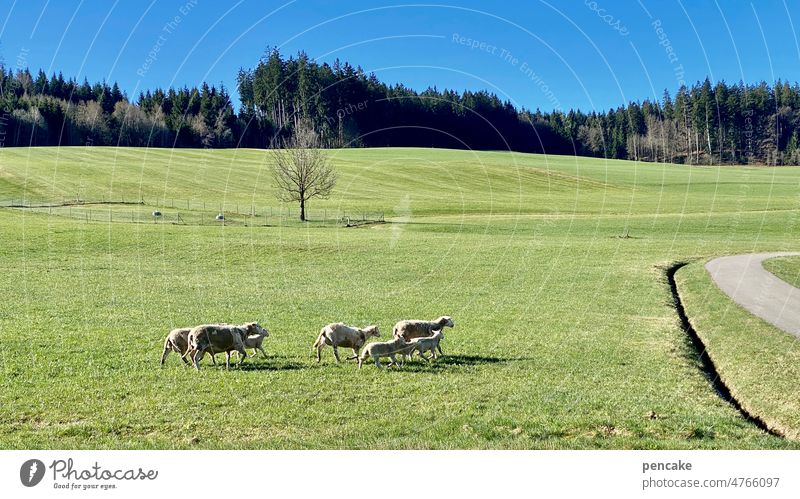 Go West! sheep Herd Meadow Allgäu rifle Flock Farm animal Lamb's wool Group of animals Landscape Willow tree Agriculture Animal portrait Sheep Wool Environment