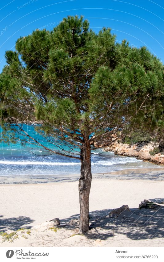 proud beach dweller Stone pine Green Tree Growth Tree trunk Beautiful weather Ocean Coniferous trees Landscape Force Mediterranean Beach Sandy beach Waves Bay