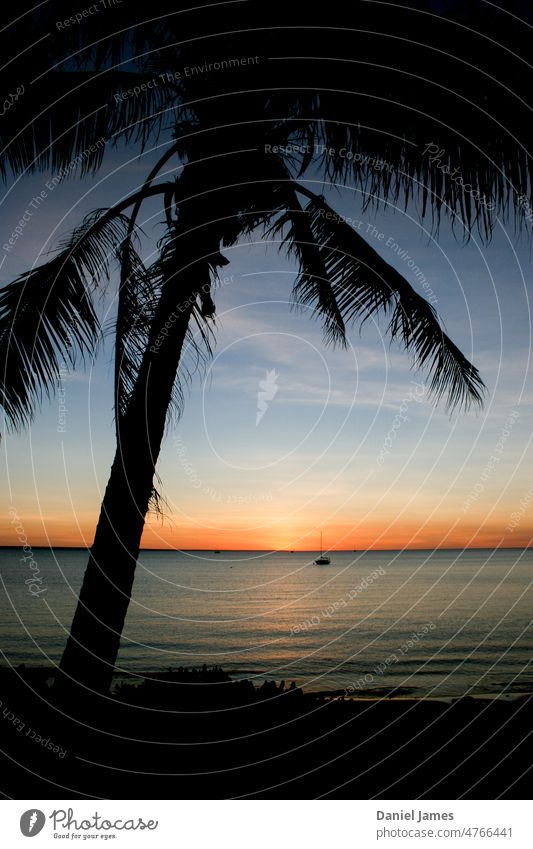 Tropical the island breeze. Palm tree Ocean Sunset palm Vacation & Travel Sky vacation Plant sunset sky sunset mood boat Silhouette Water holiday