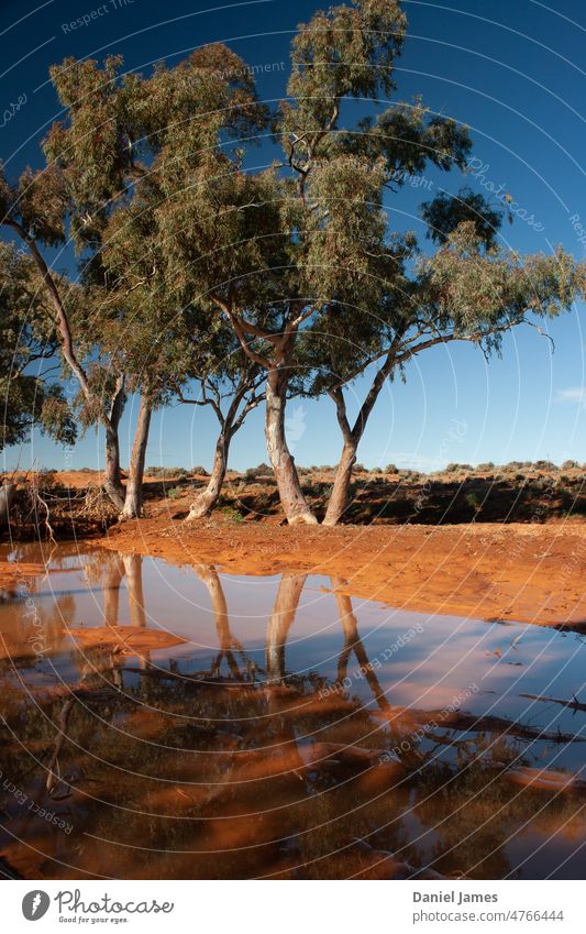 Outback Eucalypts Reflected in Creek Bed Eucalyptus Tree Trees creek Water Reflection Desert Australia broken hill sunny Nature Exterior shot Colour photo