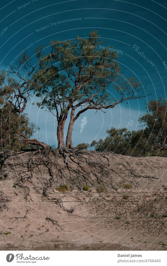 Outback Tree on Riverbank, Just Hanging On. roots Sky River bank riverside Erosion Nature Landscape Deserted Day Exterior shot Environment Exposed Precarious