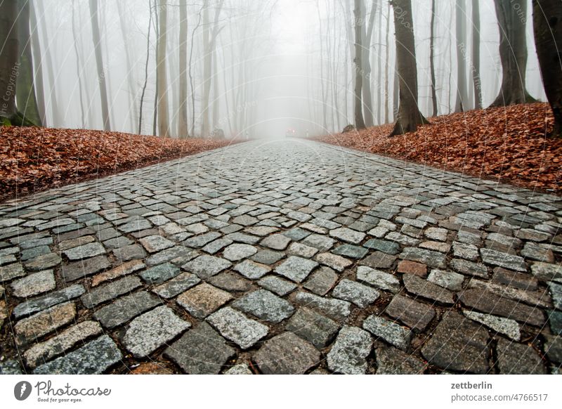 Country road in the fog Street off forest path Forest Beech wood Tree high forest Deciduous forest cobblestone pavement paved road Autumn Fog Haze mystery