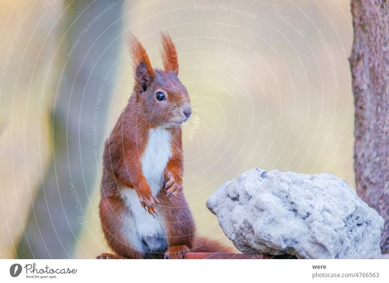 A red European squirrel stands upright on the feeder in front of a stone and looks to the right Animal Sciurus vulgaris animal animal Theme animal in the wild