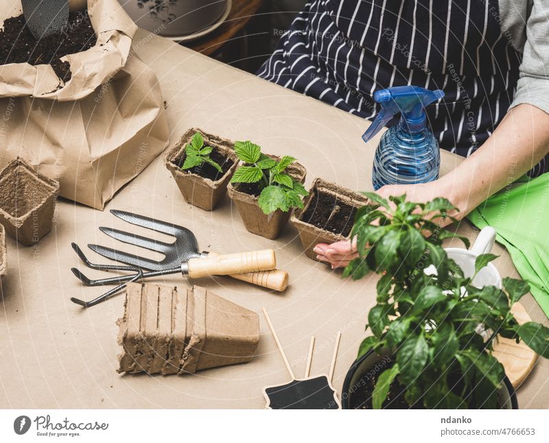 a woman sits in a room and is engaged in planting plants in paper cups on the table adult agriculture care caucasian cooking dirt environment farming female