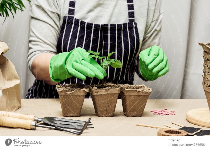 A woman in green gloves grows plants in paper cups. Plant growing at home hobby adult agriculture care caucasian cooking dirt environment farming female flora