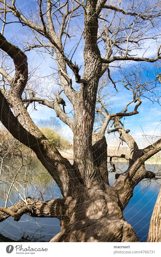 Tree at the water Water branches River Blue sky Nature Landscape Spring Body of water Branched