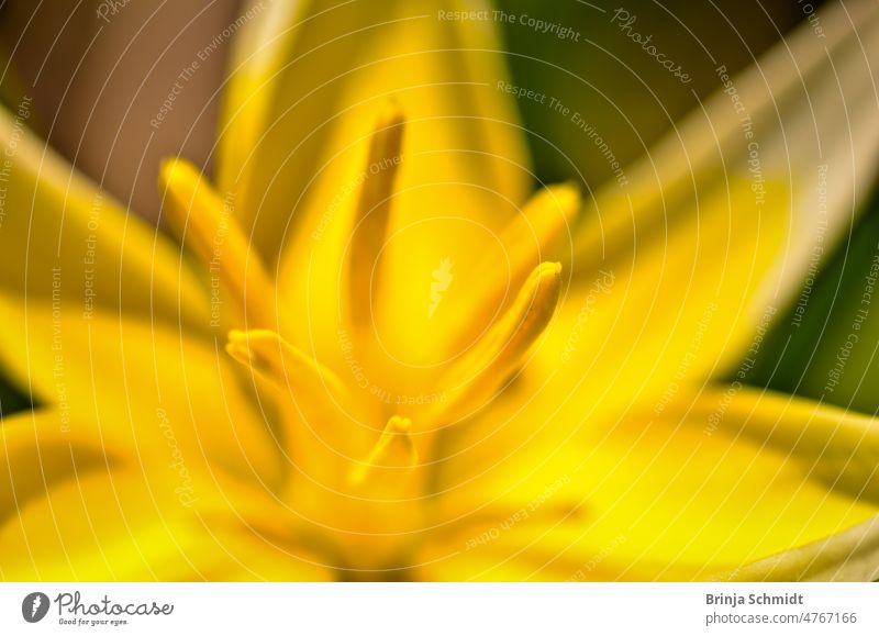Macreo image of yellow tulip with stamens calm textured concept minimal clear circle healthy easter sphere shiny garden background light sunlight close-up