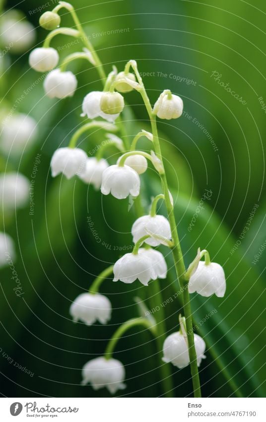 May lilies (Lilies of the valley) flowering in spring, closeup spring flowers growing forest wildflower lily of the valley green nature plant white leaf
