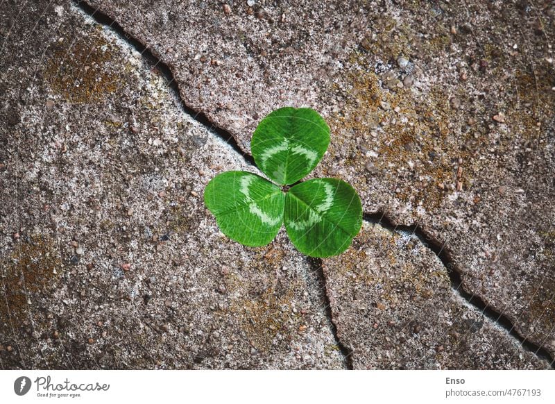 Green clover plant grown in stone - rebirth, revival resilience and renewal concept crack survival sprout renovation resumption recommencement continuation