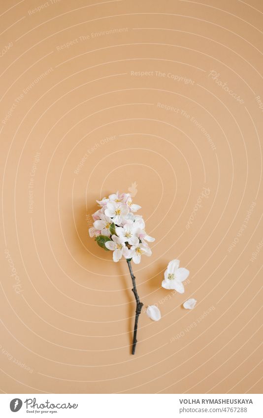 A twig of an apple tree with white flowers on a beige background. The concept of spring and fast time changing seasons. Flat lay, top view, copy space blossom