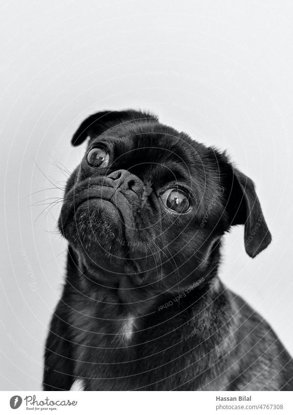 Portrait of cute black dog closeup pet animals backgrounds Hound Puppy