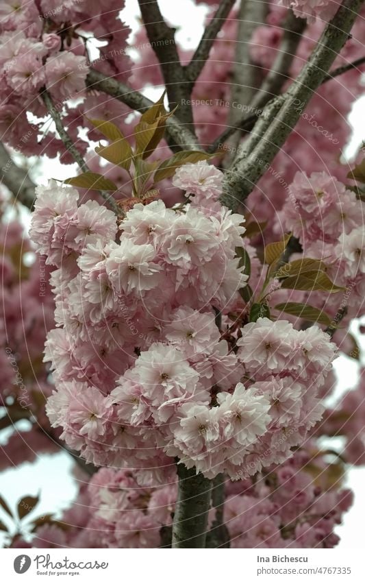 A ball of pink cherry blossoms on thin branches . flower ball Cherry blossom Pink Spring Blossom Cherry tree Nature Blossoming Exterior shot Colour photo Tree