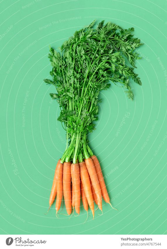 Carrots bundle isolated on a green background. Green leaves carrots above agriculture autumn bouquet bright bunch close-up color concept contrast diet farmer