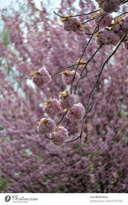 Thin branches with flower balls and few young fresh leaves of Japanese cherry tree hang in the sunlight in front of a cherry tree with flowers. Cherry blossom