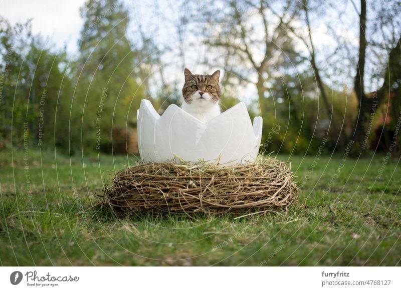 cat sitting inside of easter egg outdoors in garden looking at camera nest easternest cute adorable large nature plants front or backyard grass meadow lawn