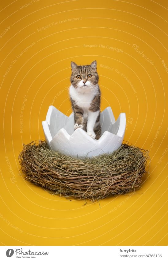 cat inside of white easter egg on yellow background with copy space nest easternest cute adorable large studio shot open inside looking out kitty one animal