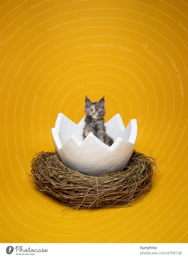 cute kitten inside of easter egg in easter nest on yellow background cat easternest adorable large studio shot copy space white open inside looking out kitty