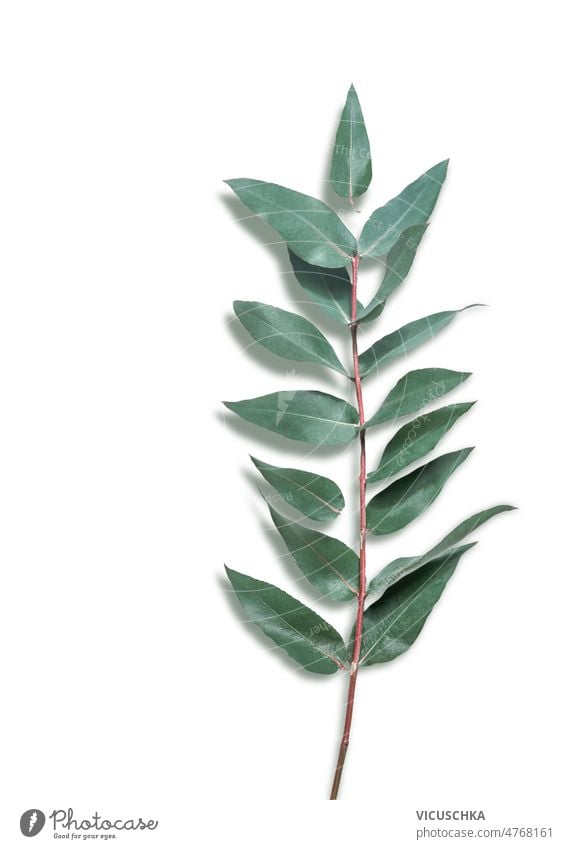 Eucalyptus branch with green leaves on white background. eucalyptus natural plant minimal template top view botanical botany flora garden isolated leaf